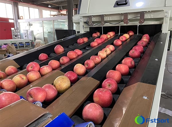 images/1698910375870apple grading machine.jpg